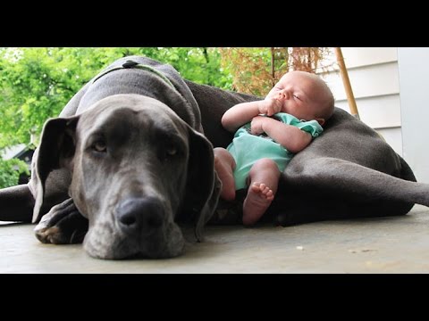 Gentle Giants and Tiny Tots: Heartwarming Dog and Baby Moments (2015 HD Compilation)
