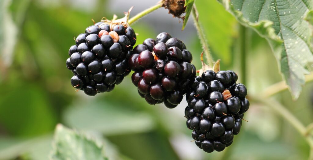 Easy and Nutritious Blackberry Jam Recipe for Winter Evenings