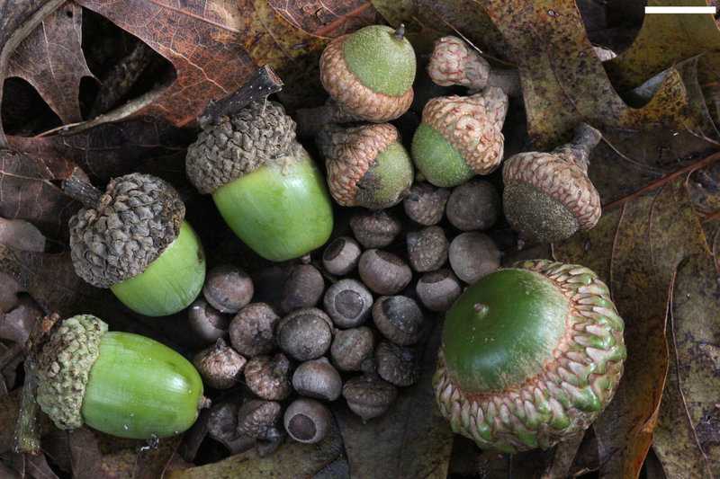 The Surprising Advantages of Acorns: A Guide to Harvesting, Processing, and Savoring Them