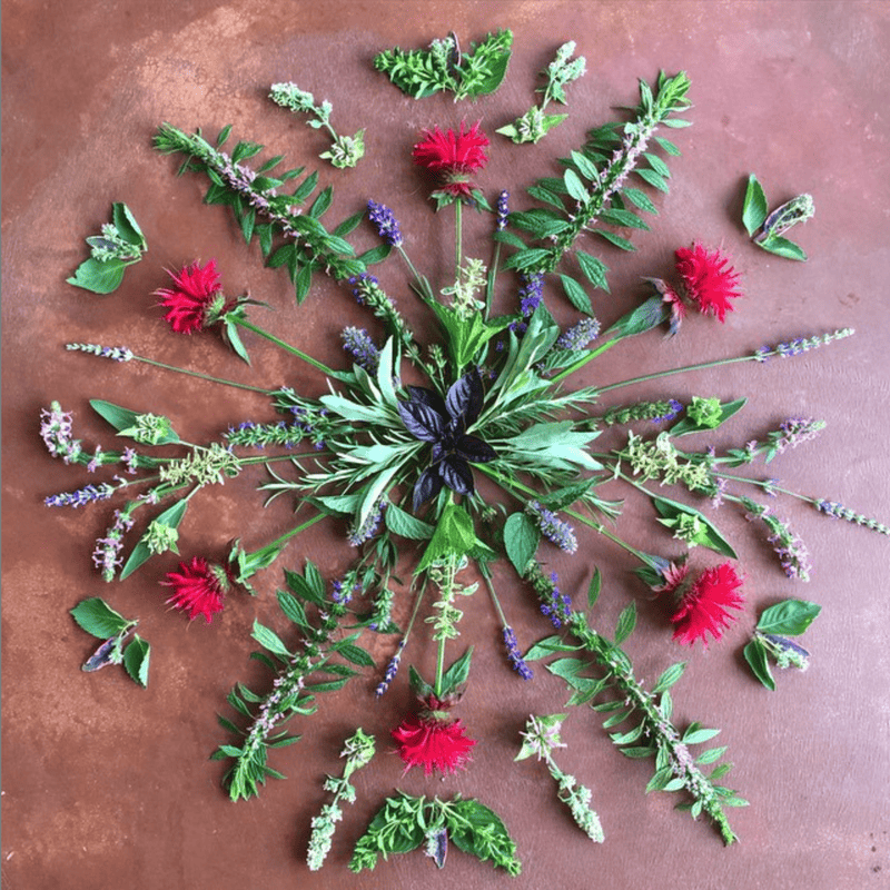 Grow These Powerful Plants at Home to Sharpen Your Memory and Brain Function