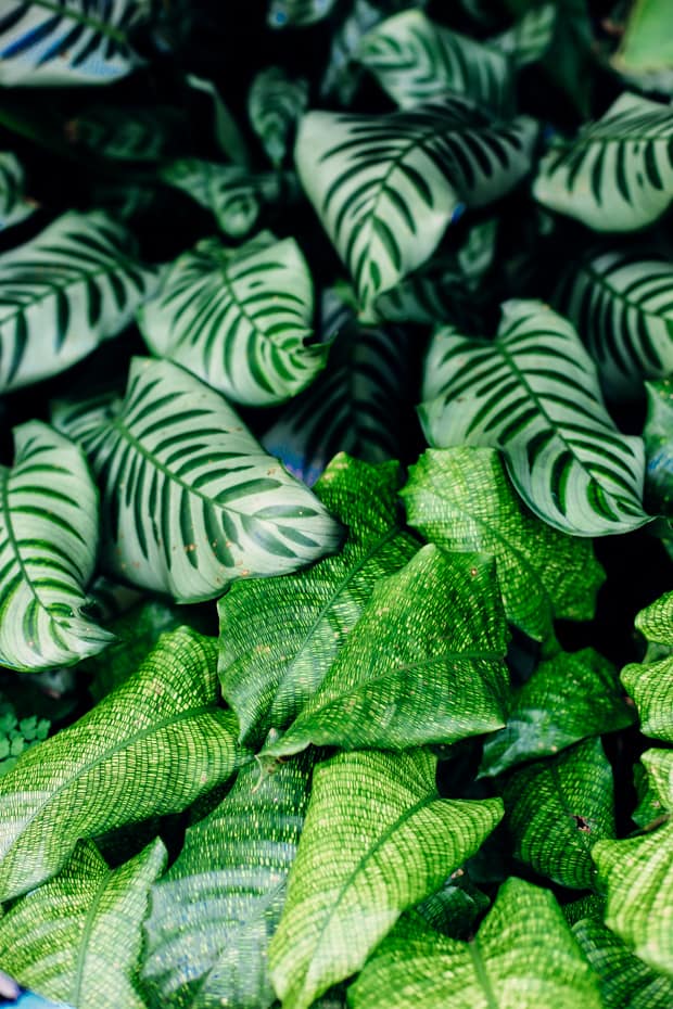 Bring Pattern to Your Space with Plants | Jungalow