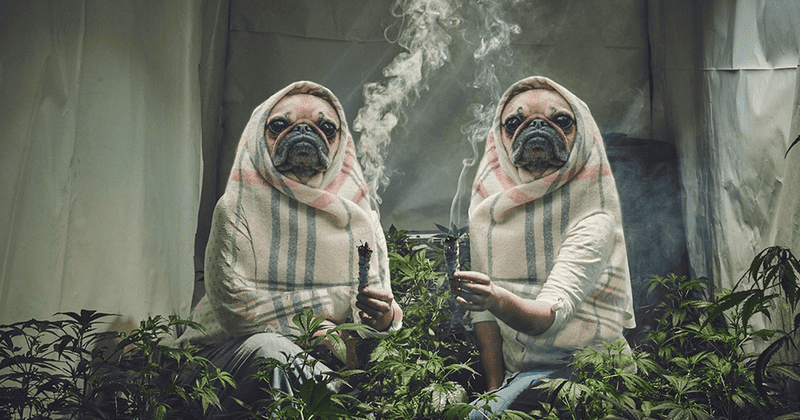 Can Cannabis Actually Combat Tumors?