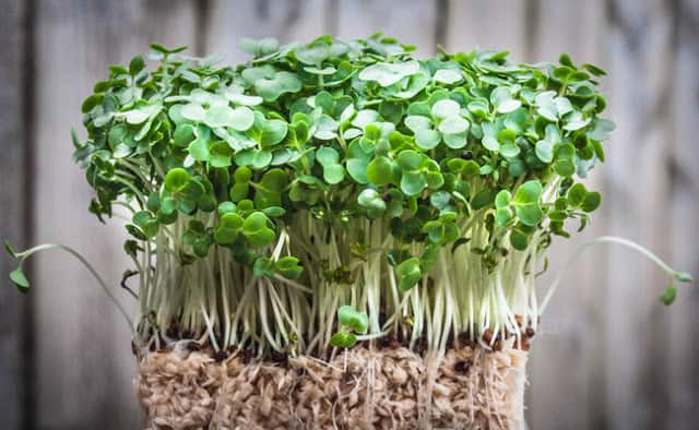 Spring's Finest: 10 Superfoods to Add to Your Diet