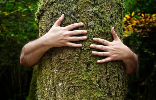 Trees Possess a 'Heartbeat' of Their Own, Scientists Discover