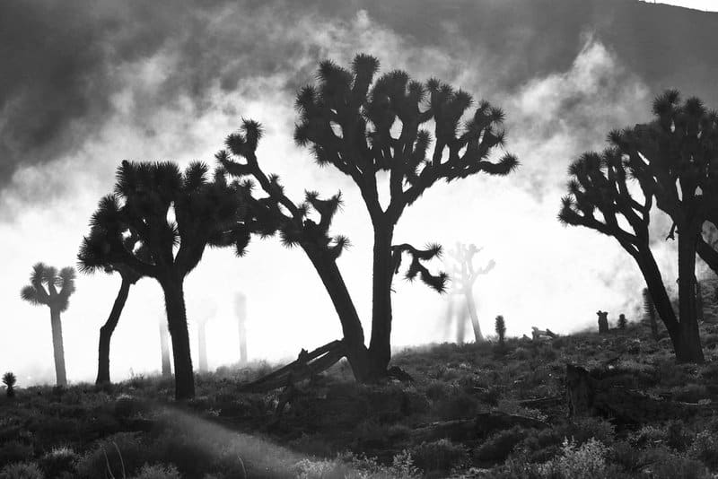 Medieval Echoes: Parallels Between the Coronavirus Outbreak and the Bubonic Plague